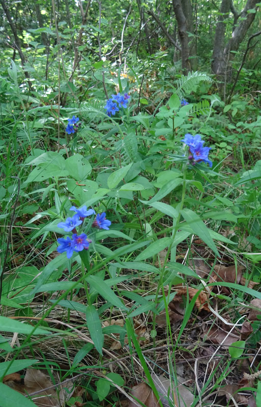 Buglossoides purpurocaerulea (L.) I.M. Johnst. (Boraginaceae)